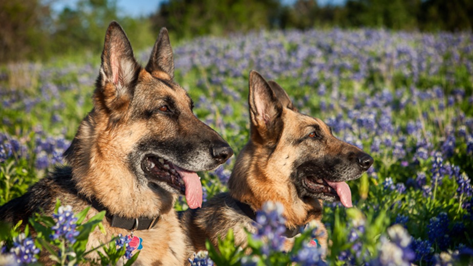 Two black and tan german shepherds sitting in a field of bluebonnets