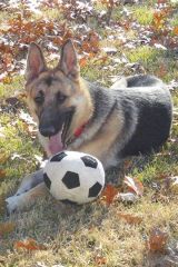 Cade, a black and tan german shepherd