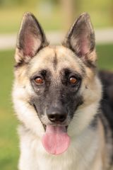 Flute, a black and tan german shepherd