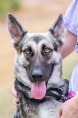 Jill, a black and tan german shepherd