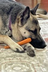 Luna, a black and tan german shepherd munching a carrot