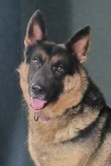 Michael, a black and tan german shepherd