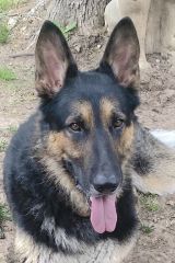 Quincy, a black and tan german shepherd