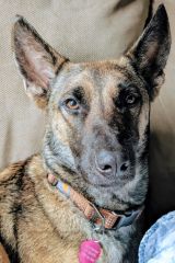 Shakira, a black and tan German Shepherd/Malinois mix