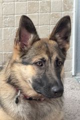 Sierra, a young black and tan german shepherd