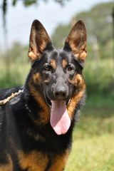 Fritz, a black and tan german shepherd