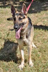 Gunther, a black and tan german shepherd