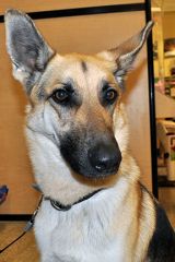 Harley, a black and tan shepherd