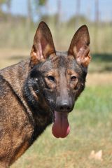 Jane, a black and red brindle german shepherd