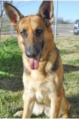 Morgan, a tan and black german shepherd