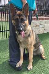 Black and tan shepherd