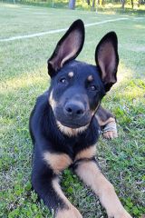 Steele, a black and tan german shepherd puppy