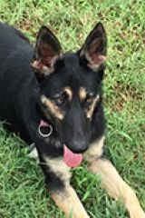 Xena, a black and tan german shepherd with a tan mask