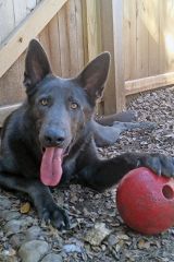 Bruno, a black german shepherd with his ball