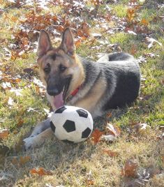 Cade, a black and tan german shepherd