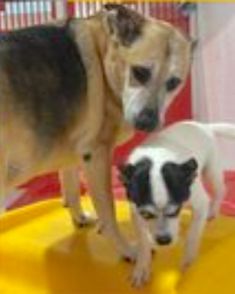 Daisy, a german shepherd mix and Snoopy, a chihuahua mix