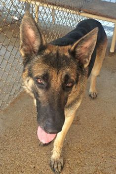 Kubo, a black and tan german shepherd