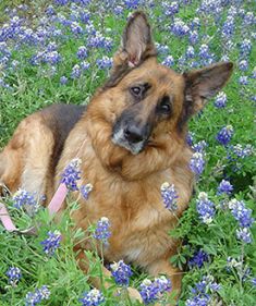 Lainey, a black and tan german shepherd in blue bonnets