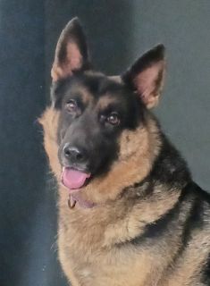 Michael, a black and tan german shepherd