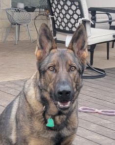 Rambo, a sable german shepherd