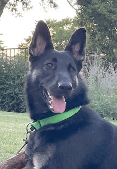 Raven, a black and tan german shepherd