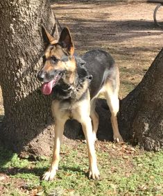 Beckett, a black and tan german shepherd