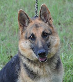 Kelsey, a black and tan shepherd