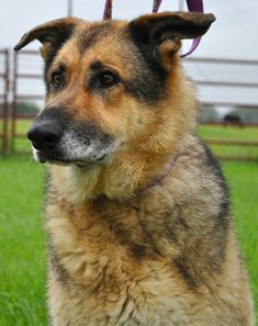 Nova, a black and tan german shepherd