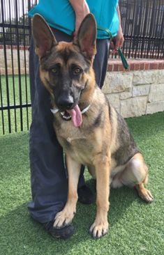 Black and tan shepherd