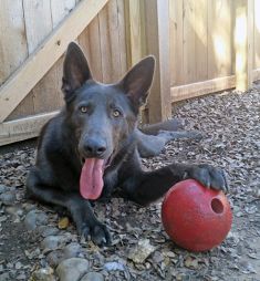 Bruno, a black german shepherd with his ball