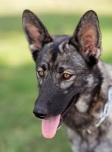 Epic, a beautiful sable german shepherd