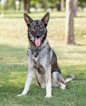 Epic, a beautiful sable german shepherd