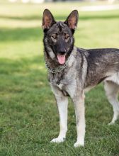 Epic, a beautiful sable german shepherd