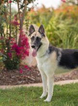 Flute, a black and tan german shepherd