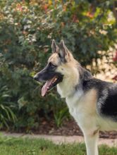 Flute, a black and tan german shepherd