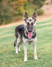 Jill, a black and tan german shepherd