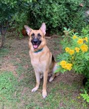 Loki, a black and tan german shepherd