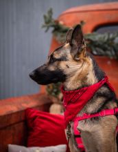 Luna, a black and tan german shepherd