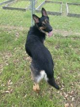 Quincy, a black and tan german shepherd