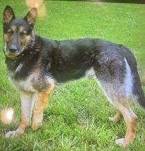 Quincy, a black and tan german shepherd