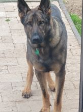 Rambo, a sable german shepherd