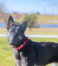 Raven, a black and tan german shepherd