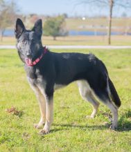 Raven, a black and tan german shepherd