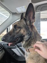 Shakira, a black and tan German Shepherd/Malinois mix