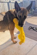 Shakira with her toy duck