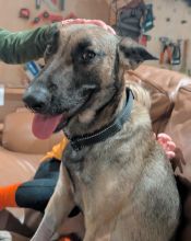 Shakira, a black and tan German Shepherd/Malinois mix