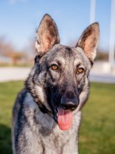 Shep, a.black and tan german shepherd