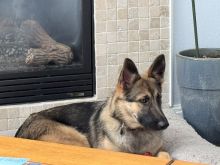 Sierra, a young black and tan german shepherd