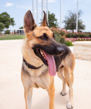 Zina, a black and tan german shepherd