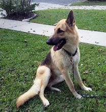 Dusty, a black and tan german shepherd with one floppy ear